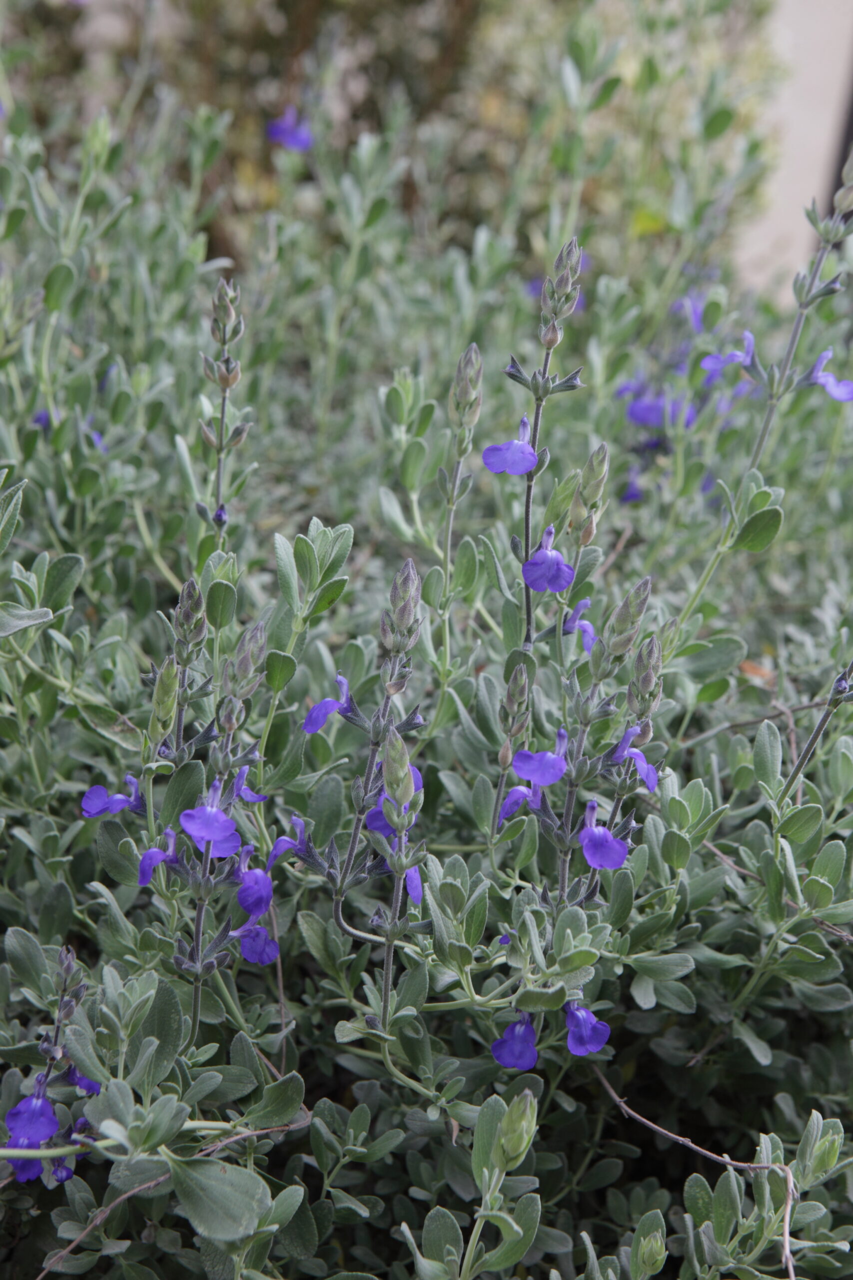 Pasadena Blooms