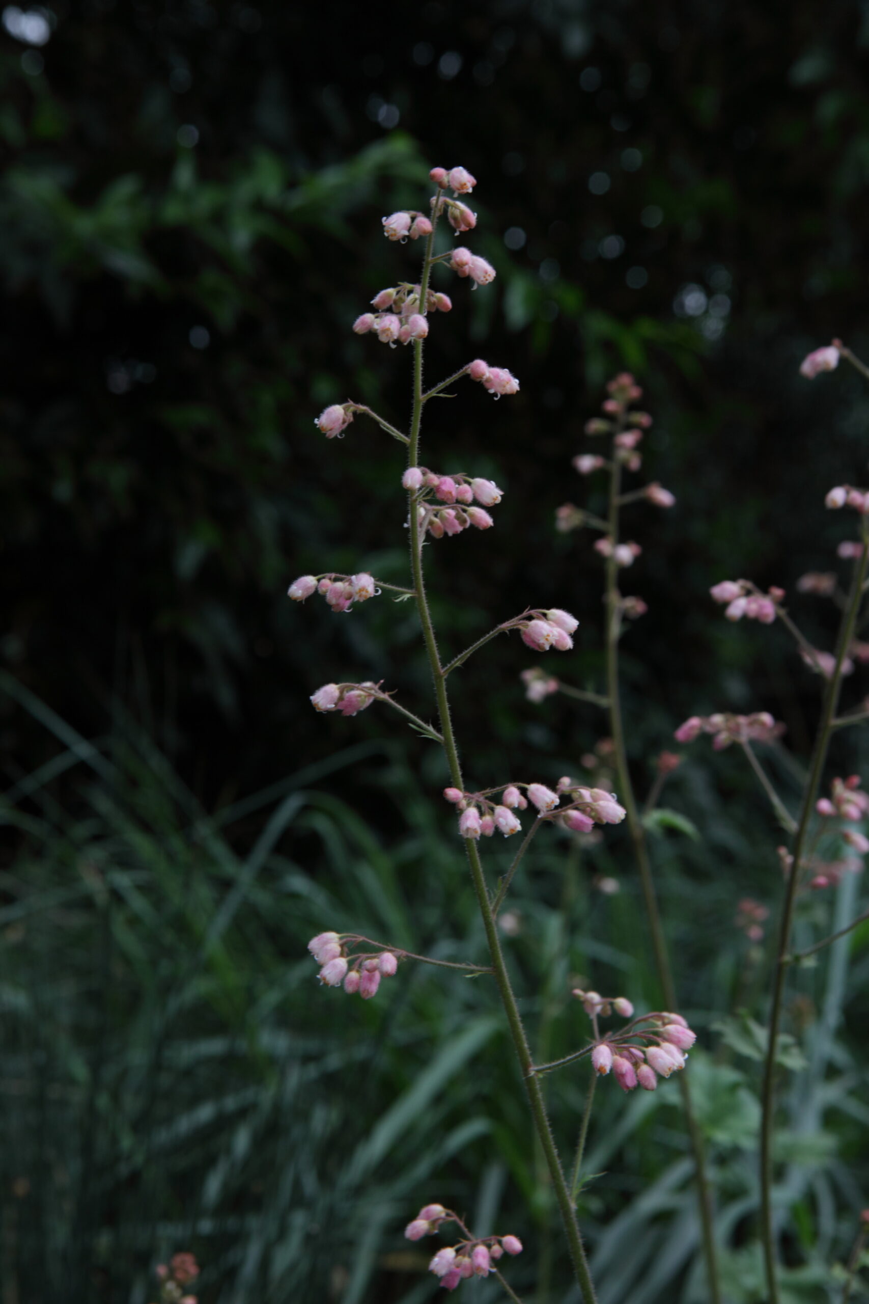 Heuchera maxima, Island Alum Root