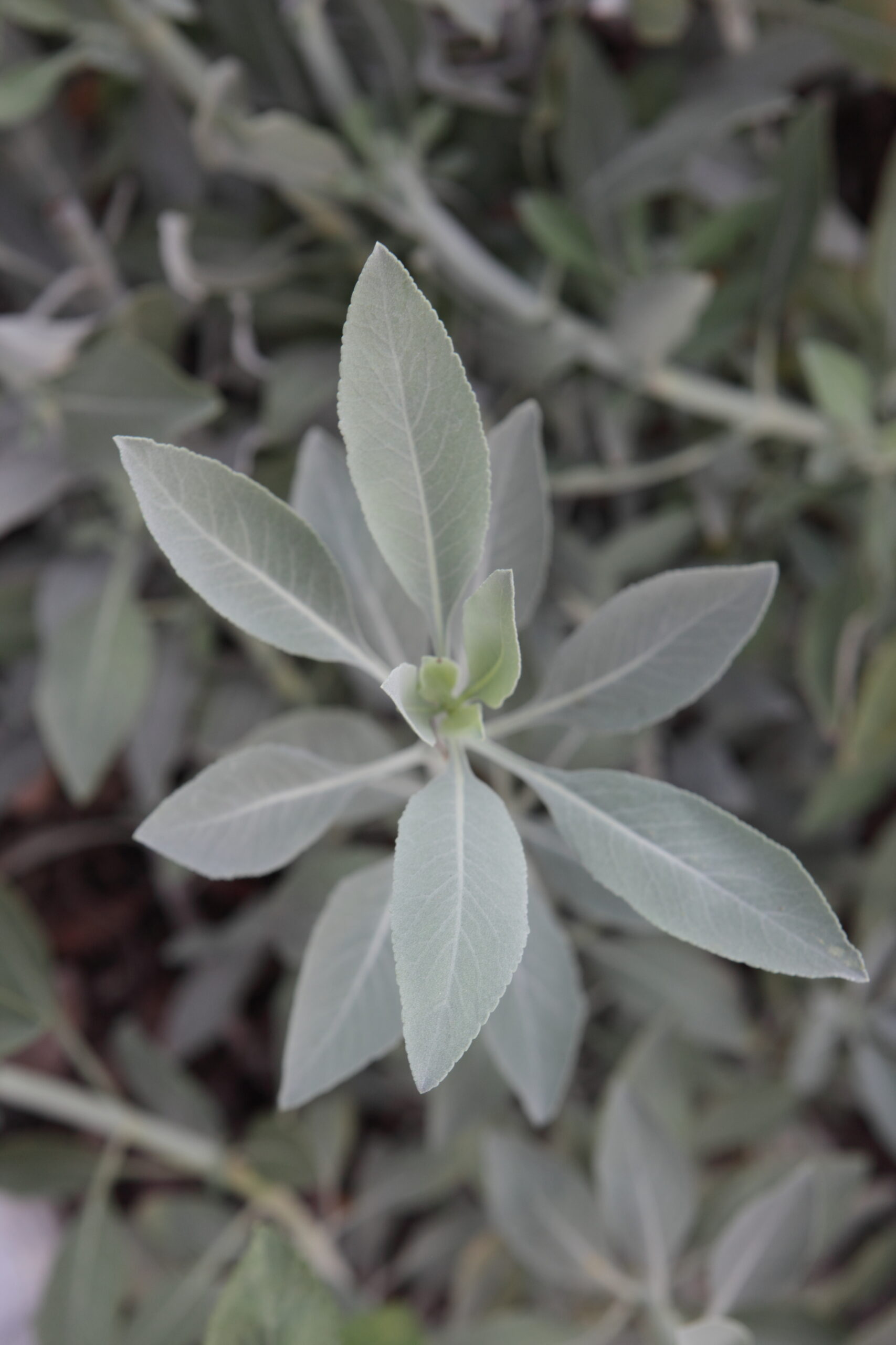 FormLA2016_Schumacher_Blooms_WhiteSageFoliage