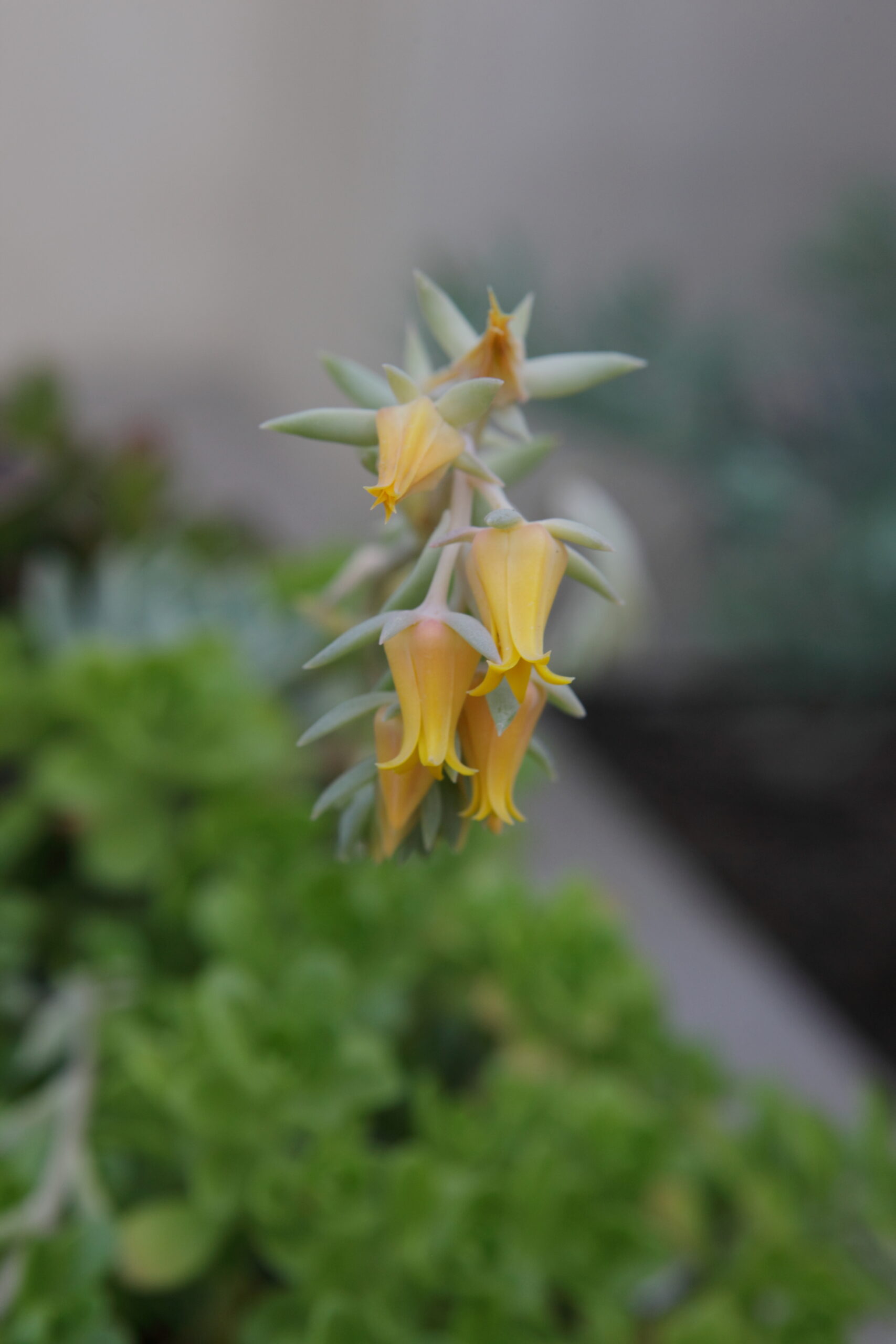 Dudleya Blooms