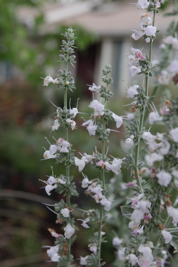 White Sage Blooms