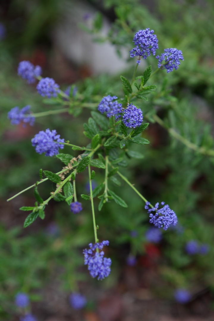 FormLA2016_Shure_Blooms_Ceanothus