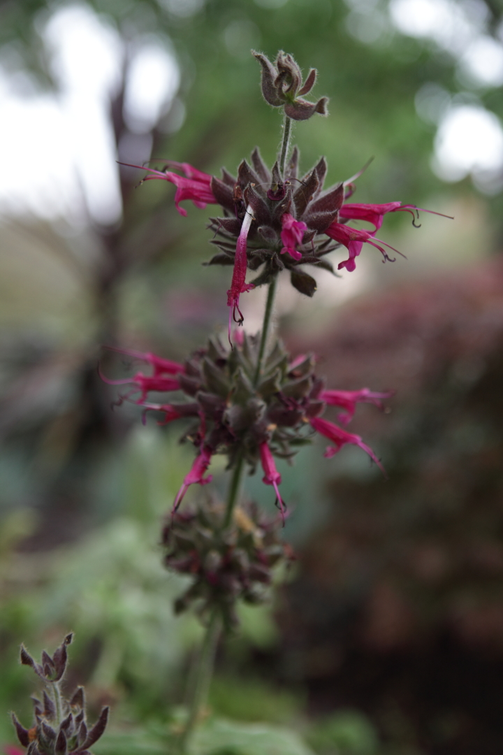 FormLA2016_Shure_Blooms_HummingBirdSageSpike