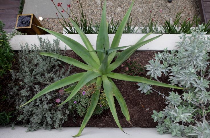 FormLA2016_Staake_Blooms_Aloe_WhiteSage_KangarooPaw copy