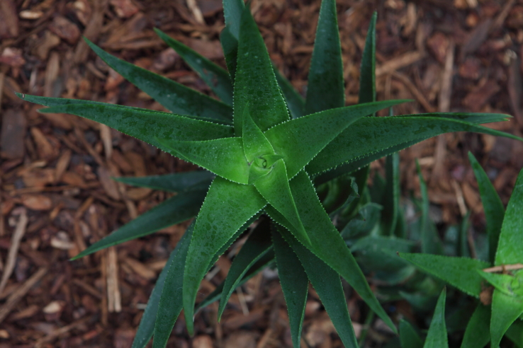 FormLA2016_Staake_Blooms_BrightGreenAloeStar