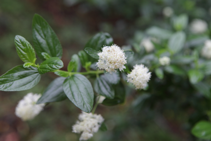 FormLA2016_Staake_Blooms_Buckwheat?WhiteCeanothus? copy