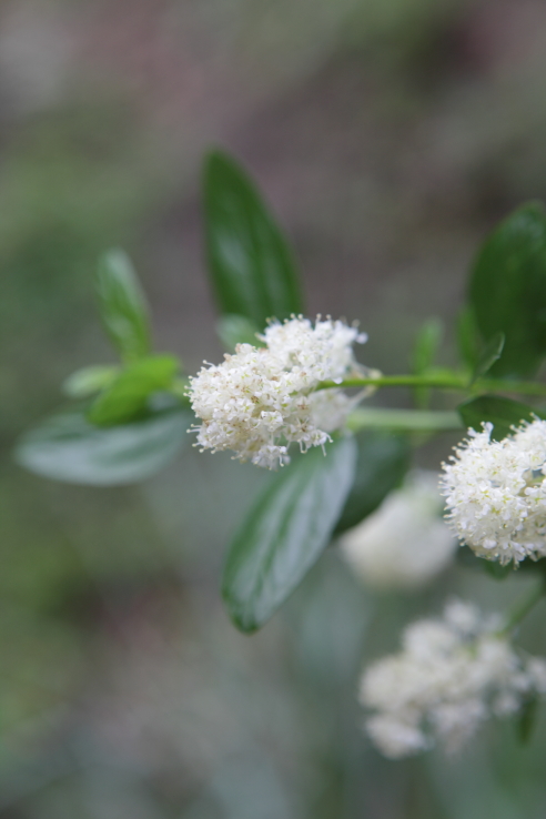 FormLA2016_Staake_Blooms_Buckwheat?WhiteCeanothus?