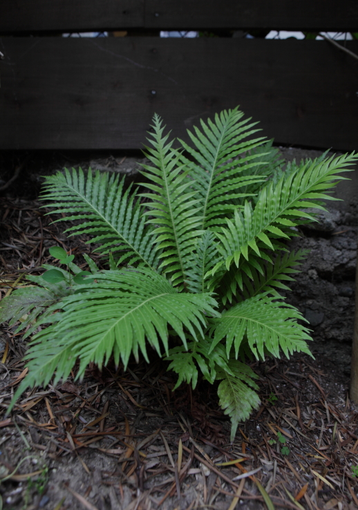 FormLA2016_Staake_Blooms_Fern