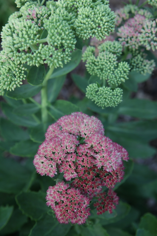 FormLA2016_Sterling_Bloom_PinkandGreen