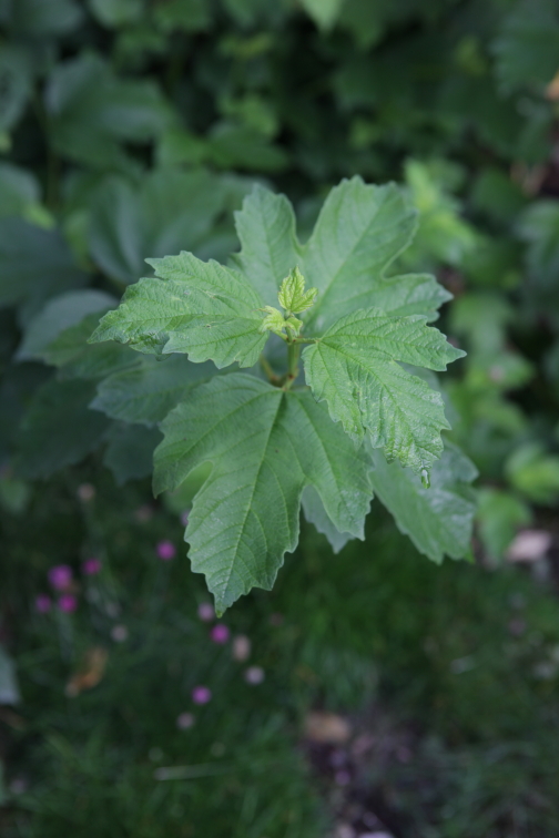 FormLA2016_Sterling_Blooms_BackyardFoliage