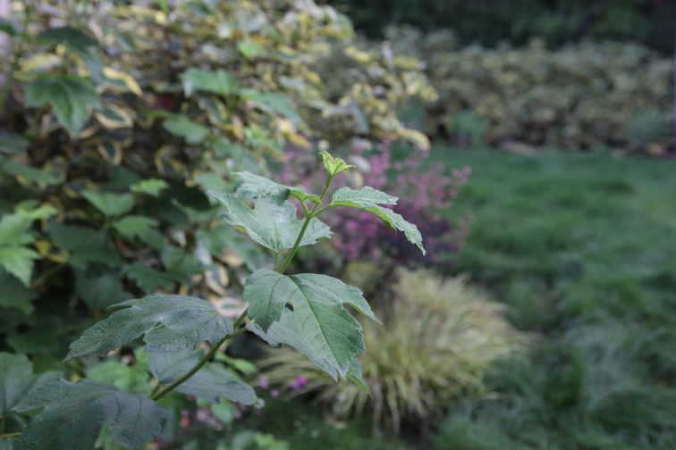 FormLA2016_Sterling_Blooms_LushFoliageBackyard