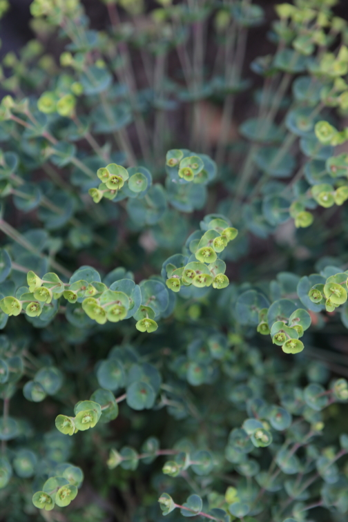 FormLA2016_Sterling_Blooms_TBDFoliageGreenBells