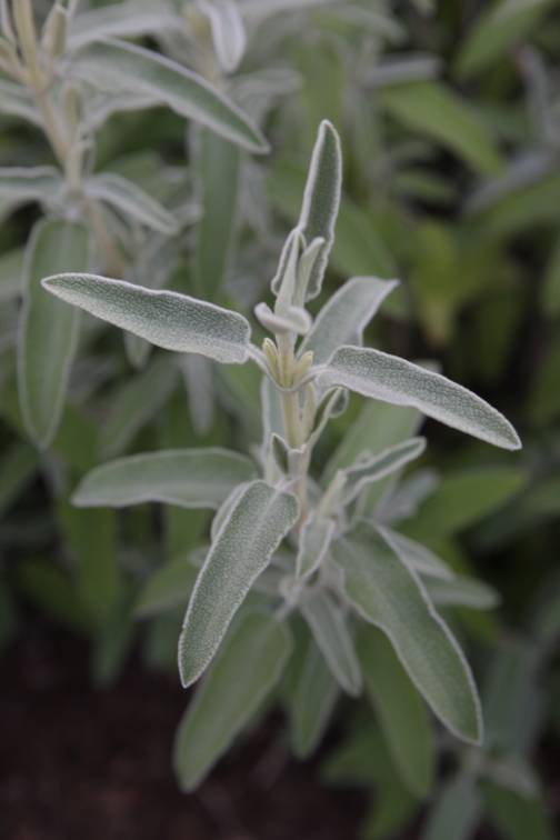 Jerusalem Sage