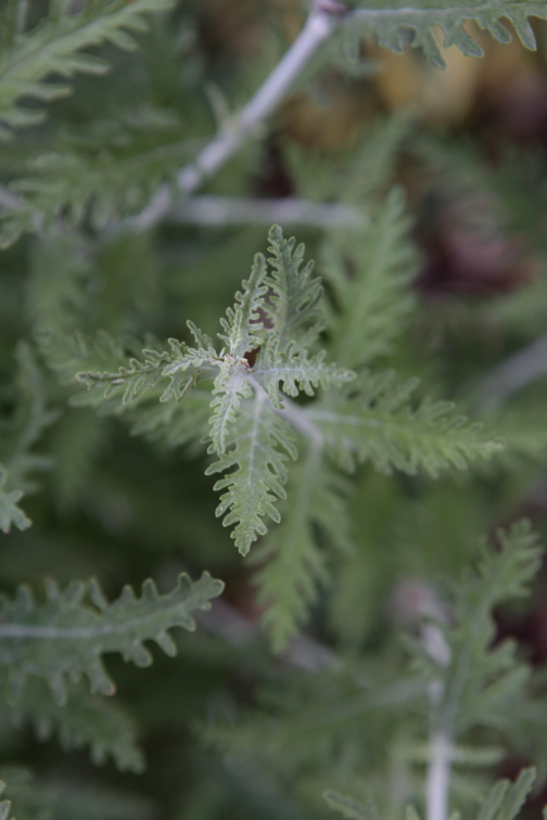 FormLA2016_Sterling_Blooms_YarrowFoliageClose?