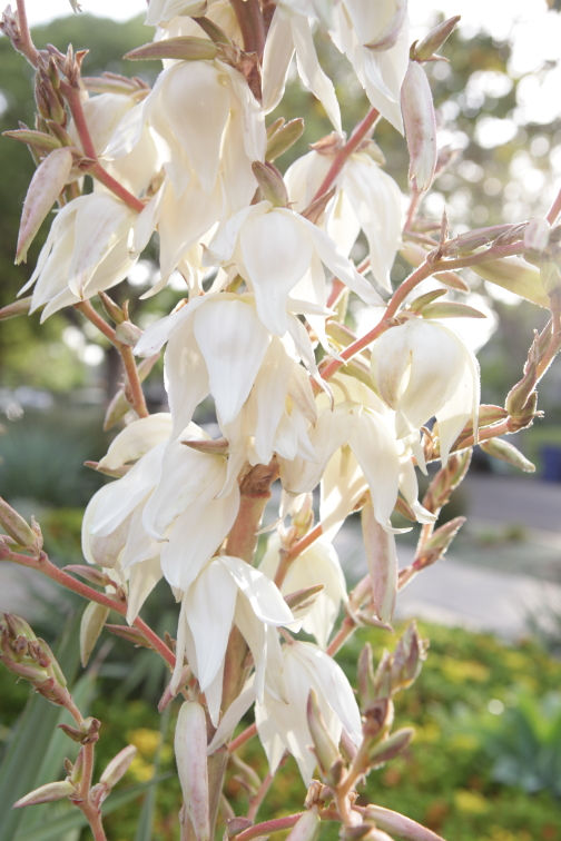 FormLA2016_Sterling_Blooms_Yucca