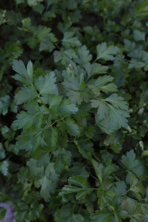 FormLA2016_Tanker_Blooms_Edible_Parsley copy