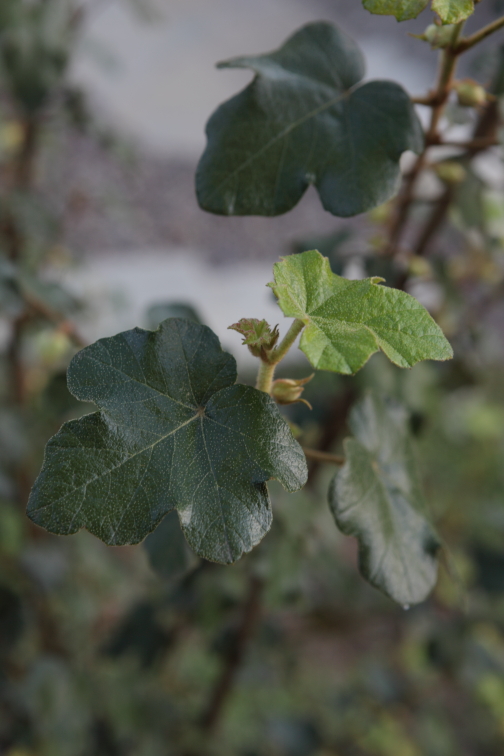 FormLA2016_Tanker_Blooms_GrapeFoliage? copy