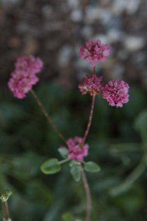 FormLA2016_Tanker_Blooms_RedBuckwheat? copy