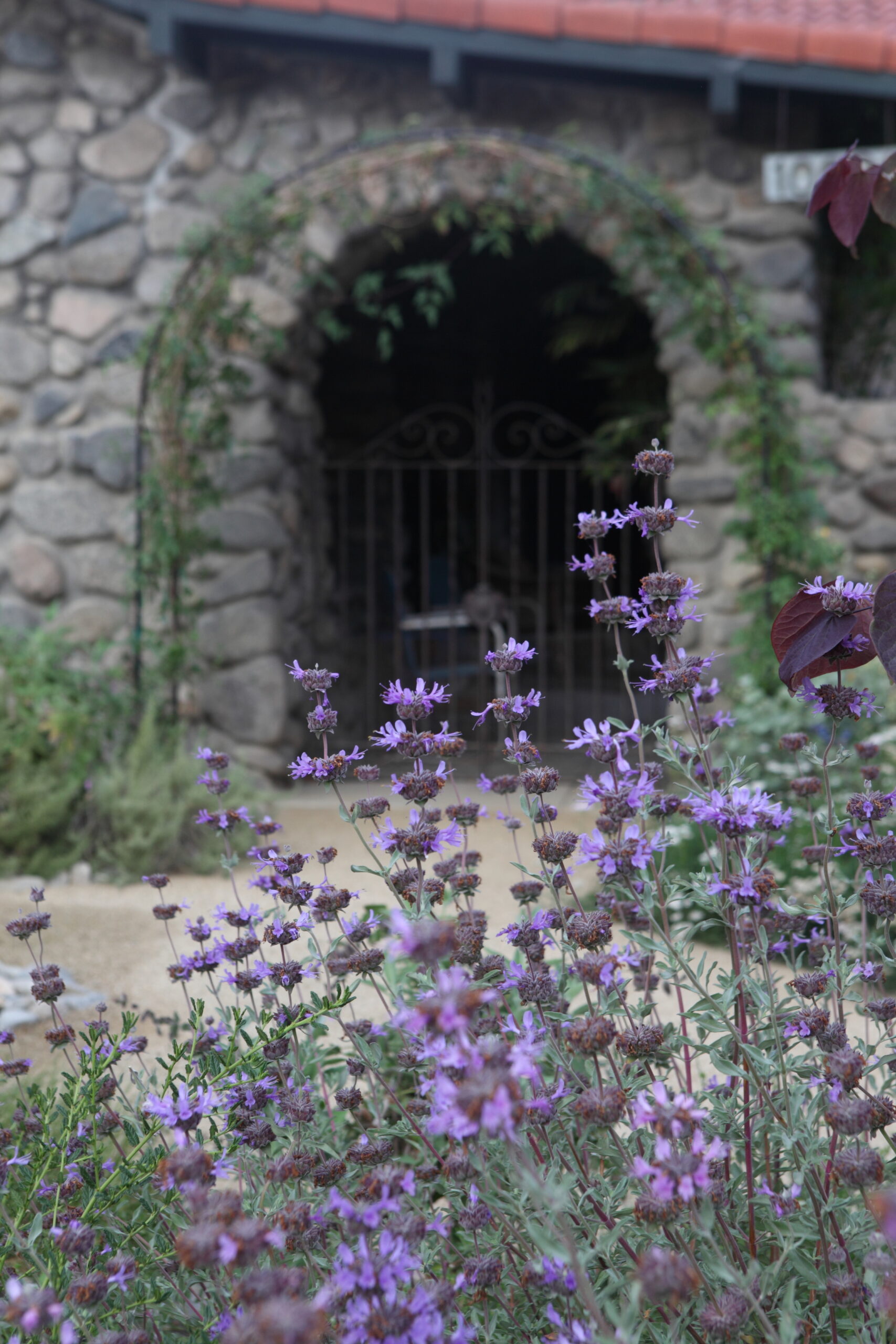 FormLA2016_Wood_Blooms_Arch&Salvia copy