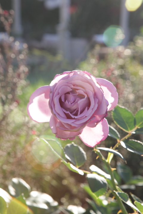 FormLA2016_psch2013_Blooms_TraditionalRose