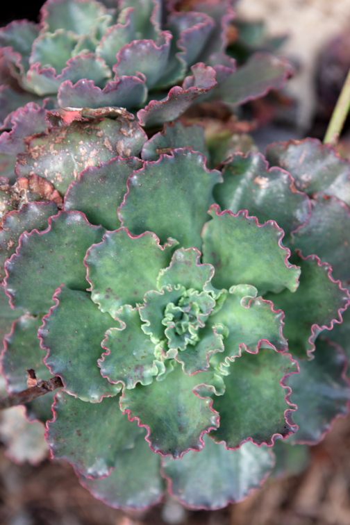 Ruffled Echiveria