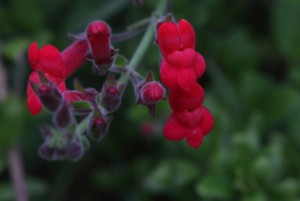 FormLA2016_Carlson_Blooms_IslandSnapdragon