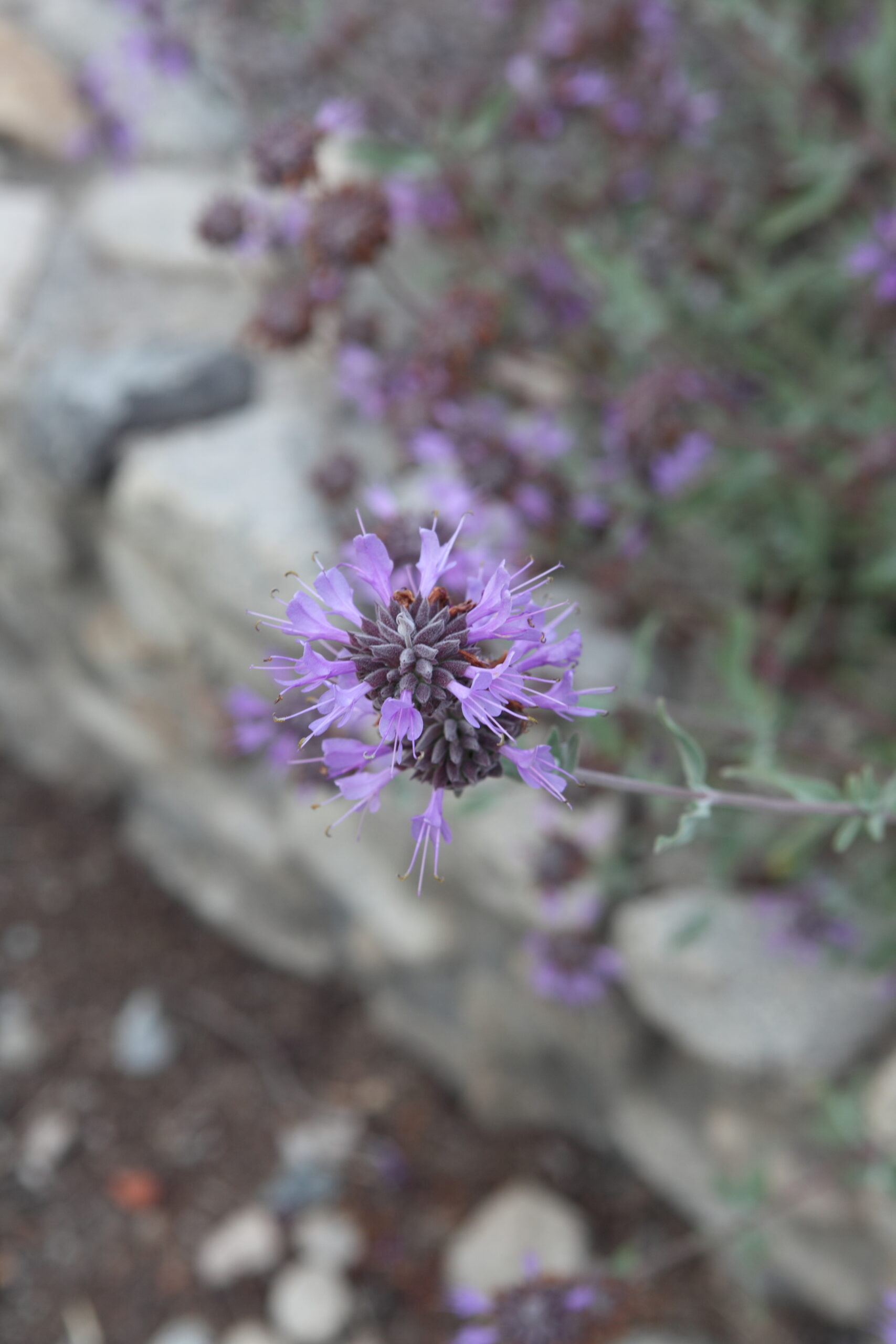 Salvia Clevelandii