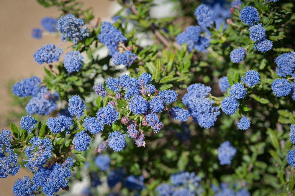 California Lilac