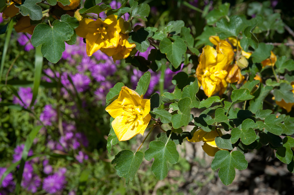 California Flannel Bush