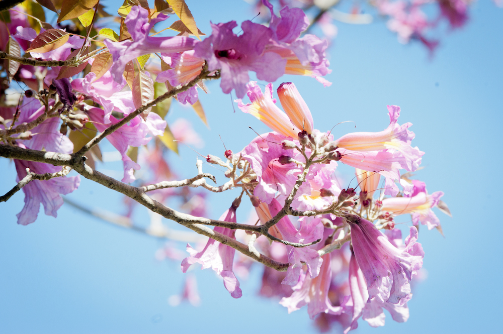 Tabebuia (Non-Native)