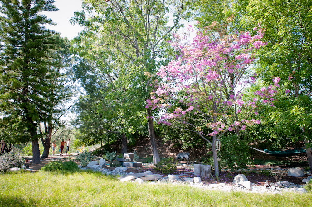 Forested Garden