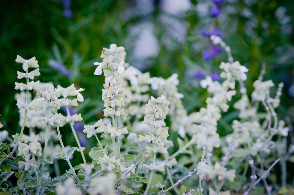 Baja Sage with Wooly Blue Curls