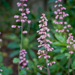 Plant Native In Shade