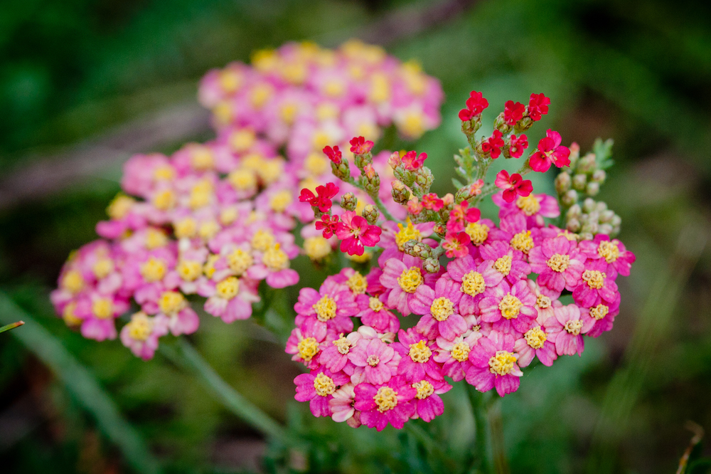 Pink and Red Yarrows