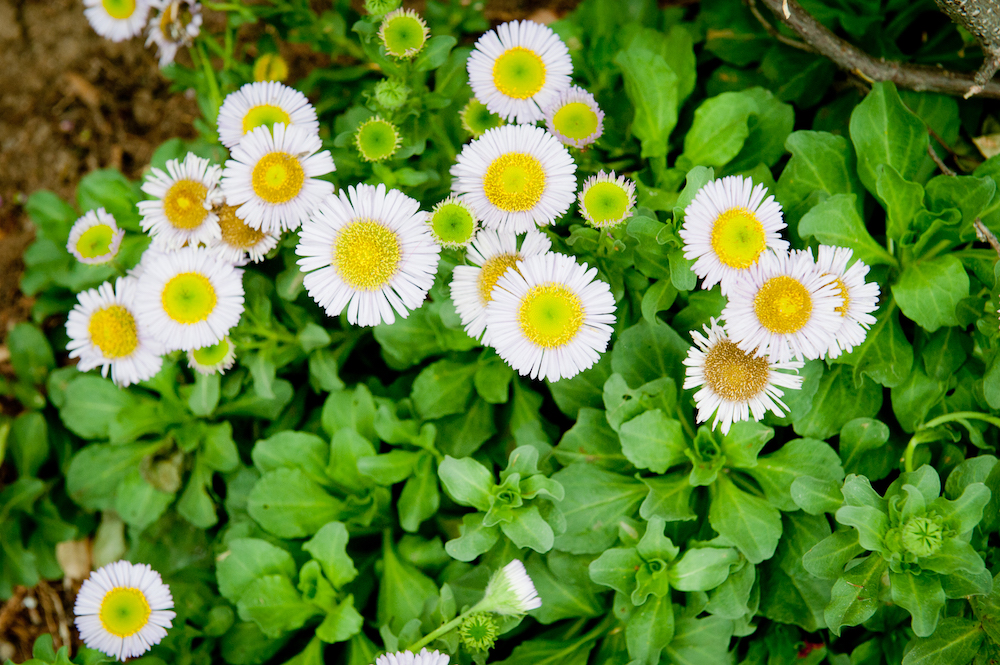 Seaside Daisy