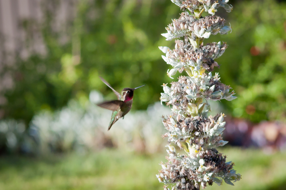 FormLA2017_HummingbirdSucculent_Bunny_259WEB