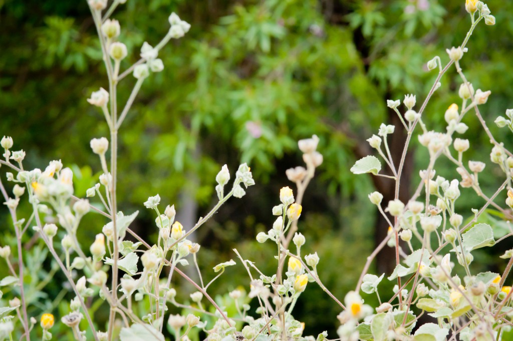 Indian Mallow