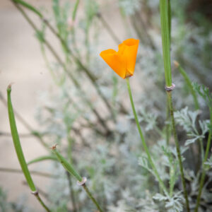 Photos:  Descanso’s New Drought Tolerant Garden