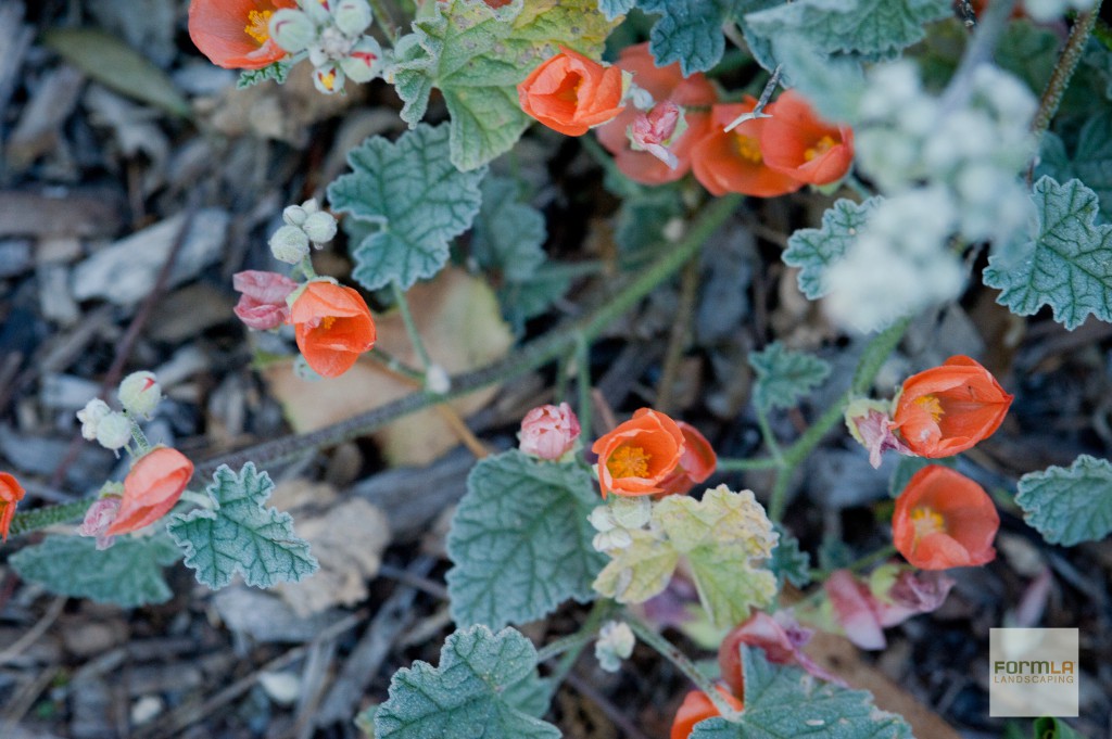 FormLA2017_Globemallow_LeslyHallPhotography copy