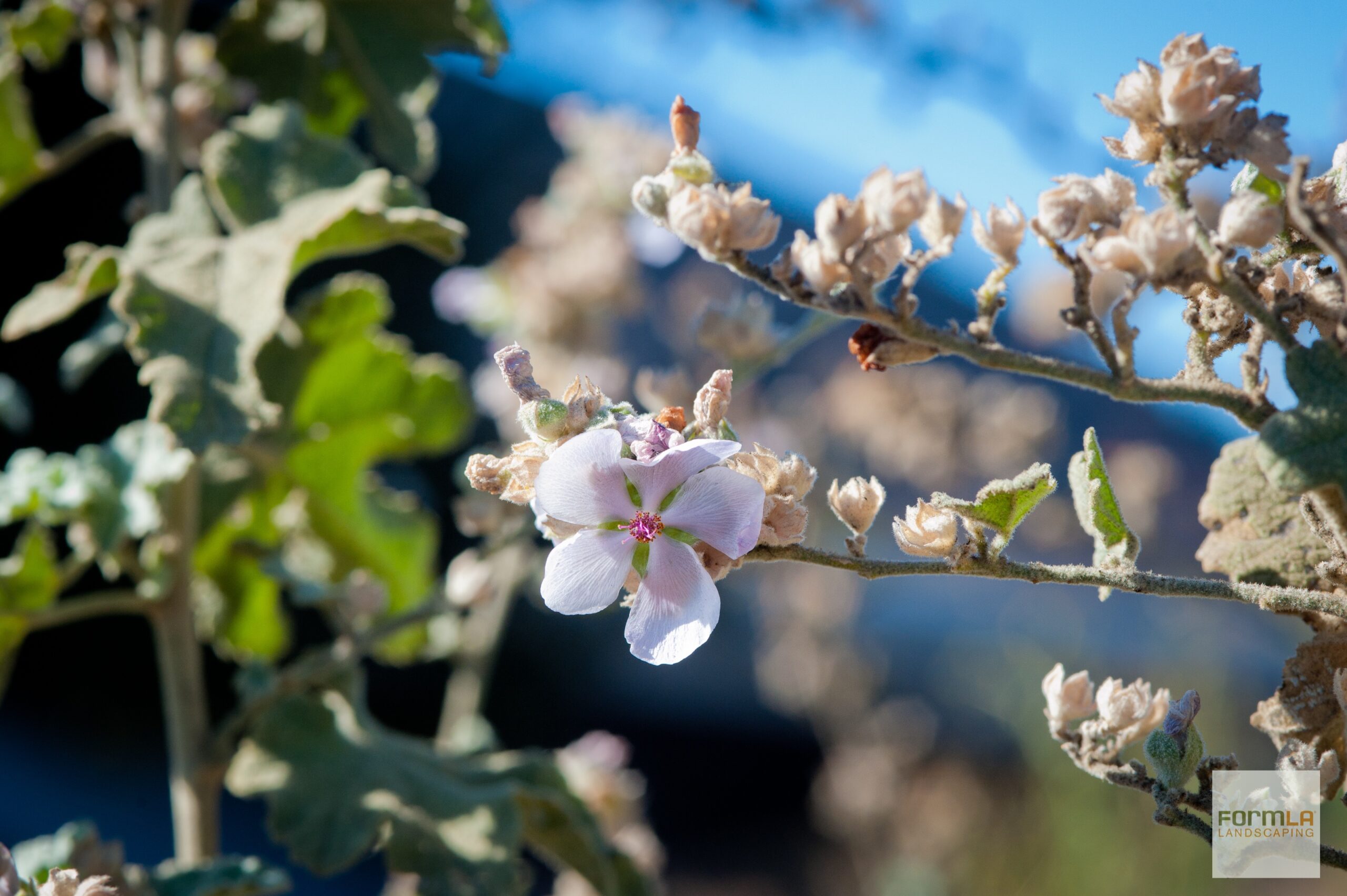 Desert Bushmallow Shrub