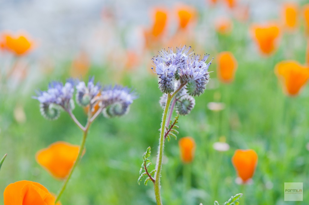 FormLA_CaterpillarGrass_Poppy_LHP-5web