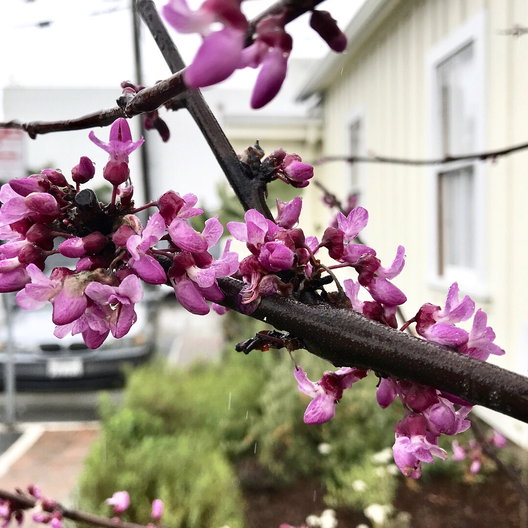 Western Redbud