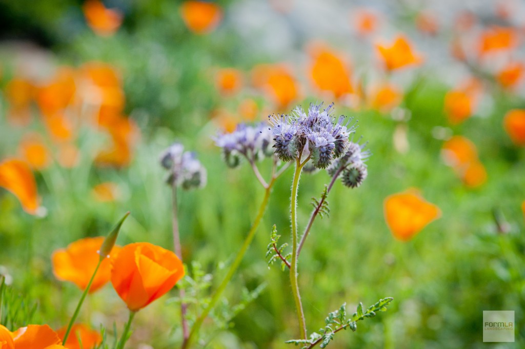 FormLA_CatapillarGrass_Powe_LHP-9web