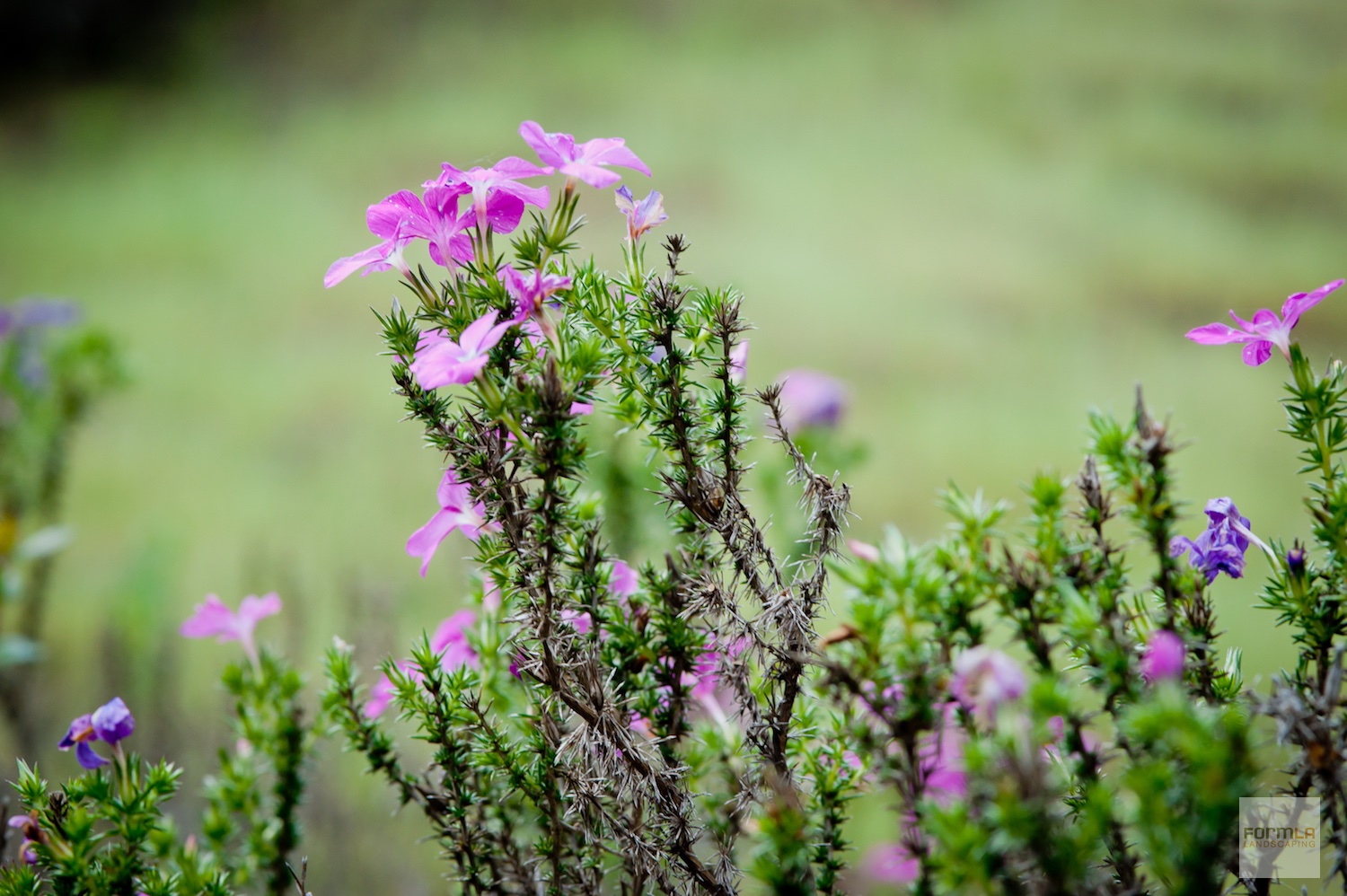 Prickly Phlox