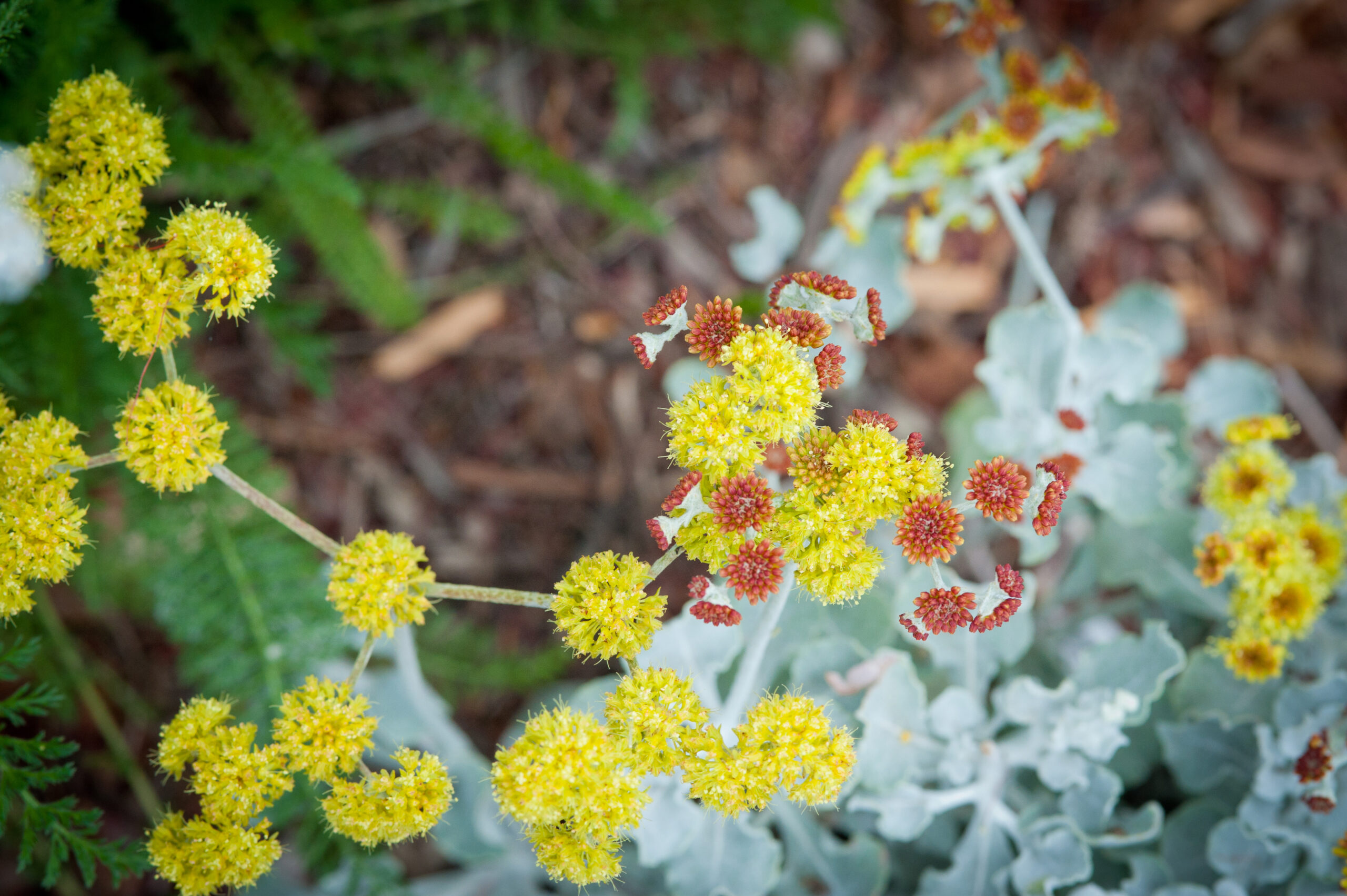 Sulphur Buckwheat