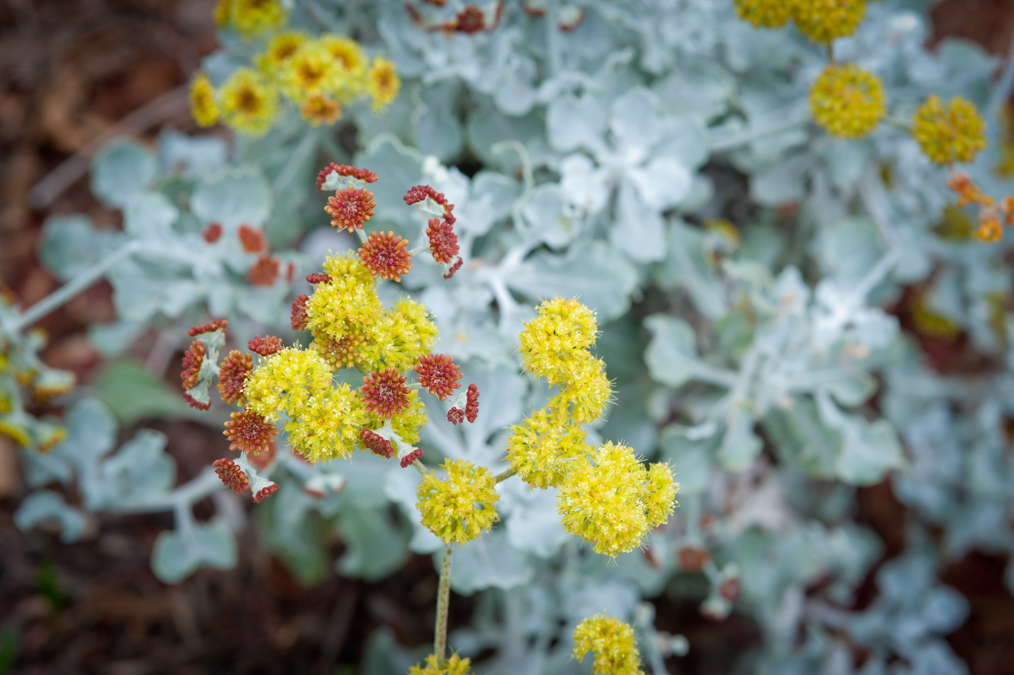 Sulphur Buckwheat