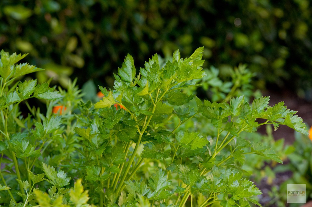 Edible Gardens: Parsley