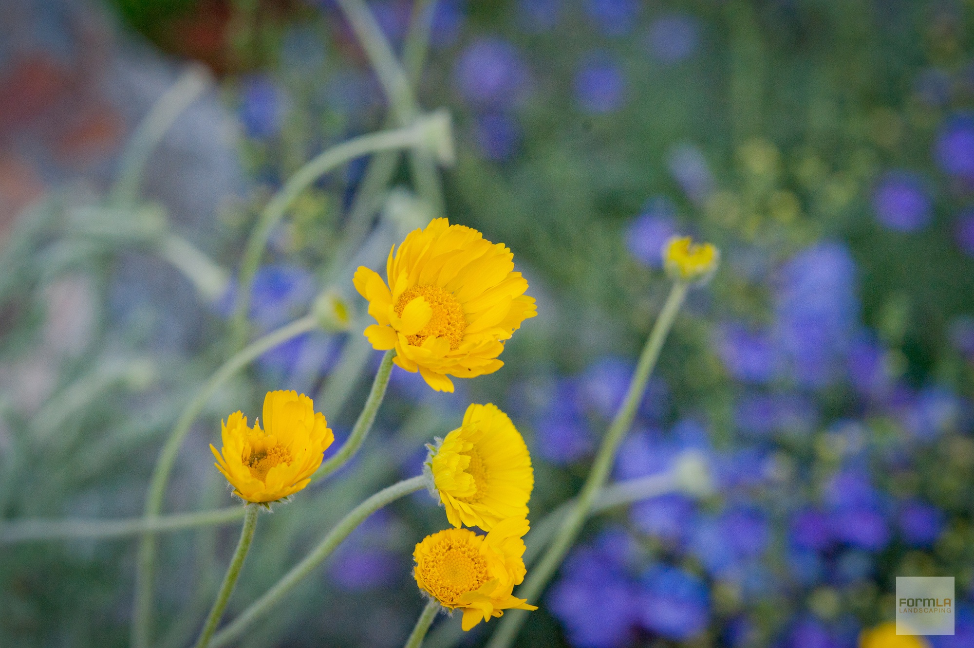 Desert Marigold