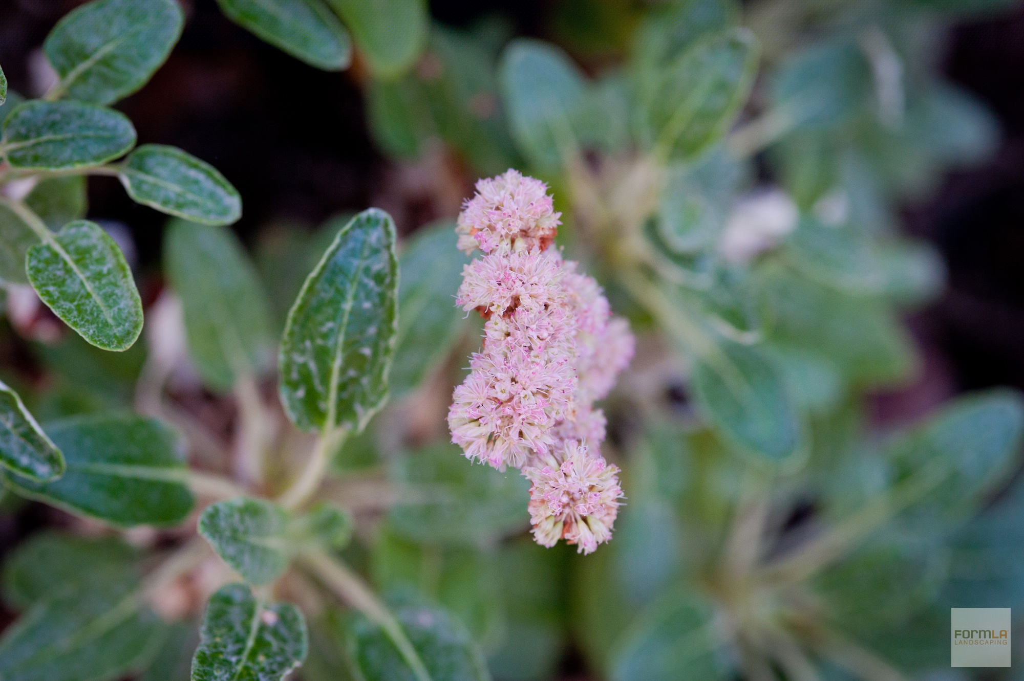 Red Buckwheat