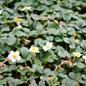 Greenroof to Garner Platinum Points